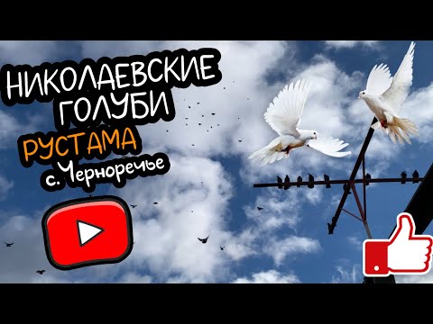 Видео: Николаевские голуби с.Черноречье. В гостях у Рустама 2024 🍂