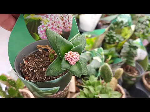 Видео: 🌿🌸ЦВЕТЫ В АШАНЕ🌿🌸июнь 2025