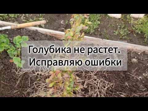 Видео: Голубика не растет. Исправляю ошибки