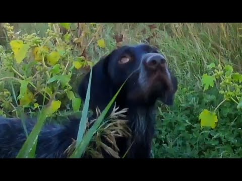 Видео: ОХОТА на ГОЛУБЯ 2025. Фазаны нас окружили 