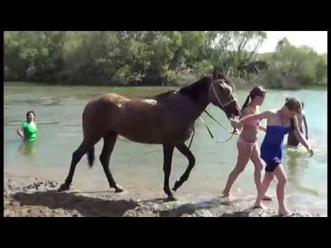 Видео: Купание с лошадьми на реке Нура 25.06.15г.