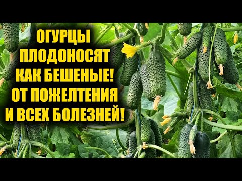 Видео: 1 Литр под Огурцы! Засыпят урожаем, желтеть и болеть не будут!