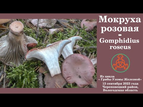 Видео: Мокруха розовая -  Gomphidius roseus - Редкий гриб