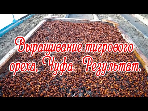 Видео: Выращивание тигрового ореха, Чуфа.  Результат.