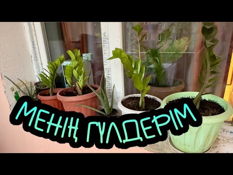 Видео: Менің гүлдерім
