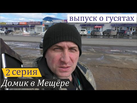 Видео: Перевозка и лечение гусят, заболевших на нервной почве. Домик в Мещёре, серия 2