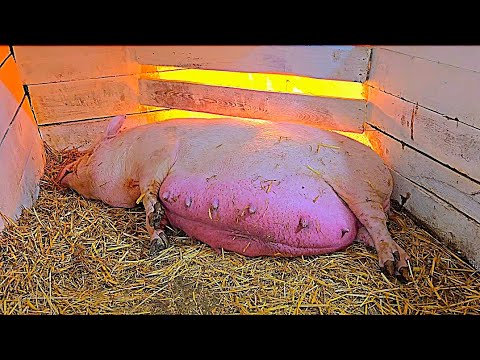 Видео: БЕЛОСНЕЖНЫЙ ОПОРОС ВЬЕТНАМСКОЙ СВИНКИ😱ПЕРВЫЙ РАЗ ТАКОЕ ВИЖУ😱 ТАКИХ ПОРОСЯТ НИКОГДА В ЖИЗНИ НЕ БЫЛО😱