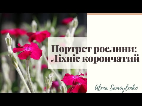 Видео: Ліхніс корончатий – як виростити та з чим поєднати в саду