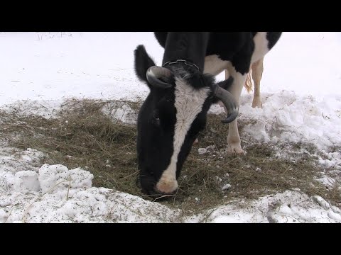 Видео: КАК КУПИТЬ КОРОВУ Часть 2//ПОИСК КОРОВЫ, ПОРОДЫ, ВВОД КОРОВЫ В ХОЗЯЙСТВО