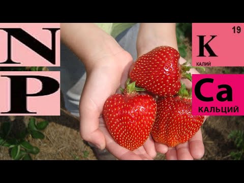 Видео: АЗОТ , ФОСФОР, КАЛИЙ, КАЛЬЦИЙ ДЛЯ ЧЕГО НУЖНЫ РАСТЕНИЯМ