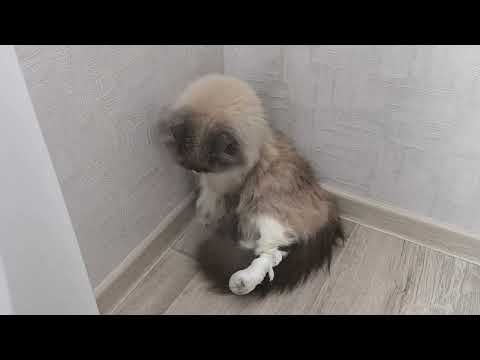 Видео: Эксклюзивная жабка👍❤️Кактусовая композиция🌵Тишка болеет 😢 🥺Зайка? 🫣🫣🫣Вязовлог 13
