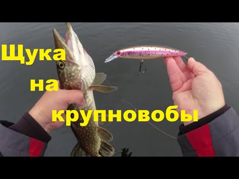 Видео: Ловля щуки на крупные воблеры