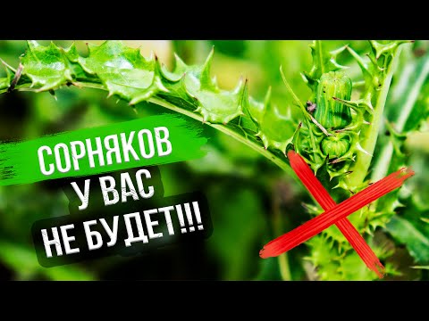 Видео: Как бороться с сорняками. Уничтожаем сорняки на участке
