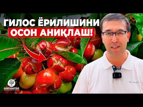 Видео: ГИЛОС ЁРИЛИШИГА ЭНГА КАТТА САБАБ БУ....?  | ШУҲРАТ АБРОРОВ #shuhratabrorov #gilos #gilsoyorilishi