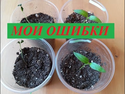 Видео: Рассада перца. Мои ошибки при выращивании. Сезон 2024 г.