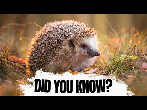 Видео: Факты о ежах, которые большинство людей не знают!