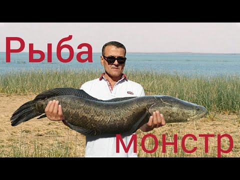 Видео: Ловля змееголова , на озере Тудакуль . ( Snakehead on Lake Tudakul ).
