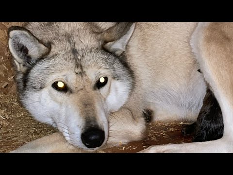 Видео: Волэнд ЛУИЯ родила якутских ВОЛЧАТ от ГИГАНТСКОГО ВОЛКА 😱‼️Гибрид Волка и Волэнда