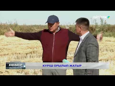 Видео: Күріш орылып жатыр