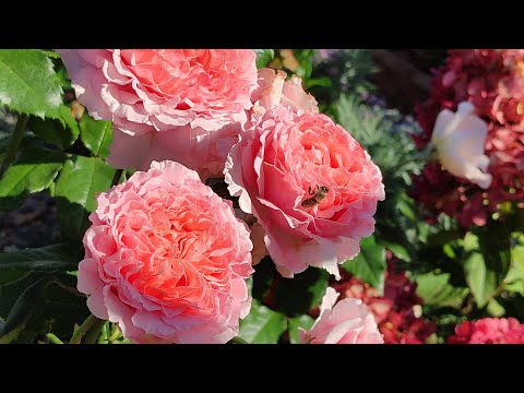 Видео: Цветение роз в Подмосковье (20.09)🤗🌹🌹🌹. Сорта подписаны