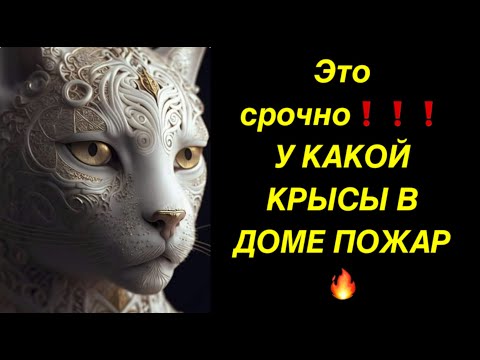 Видео: 🔥ЭТО СРОЧНО❗️❗️❗️У КАКОЙ КРЫСЫ В ДОМЕ ПОЖАР⁉️⁉️⁉️🔥