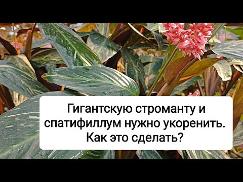 Видео: Крупную строманту и спатифиллум нужно укоренить. Как это сделать