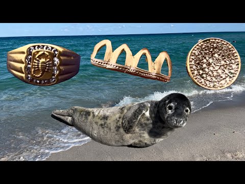 Видео: Search on the Beach!!! We found GOLD!!! Seal and Gold Luck!!! Ми Знайшли Золото і Морського Котика!!