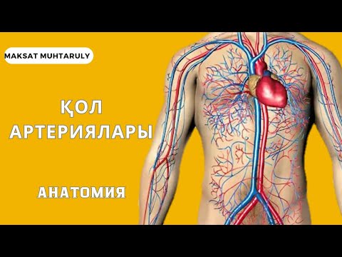Видео: ҚОЛ АРТЕРИЯЛАРЫ