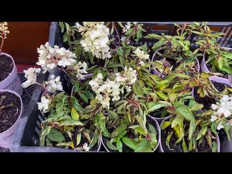 Видео: Метельчатая гортензия Граундбрейкер Блаш. Обзор саженцев.