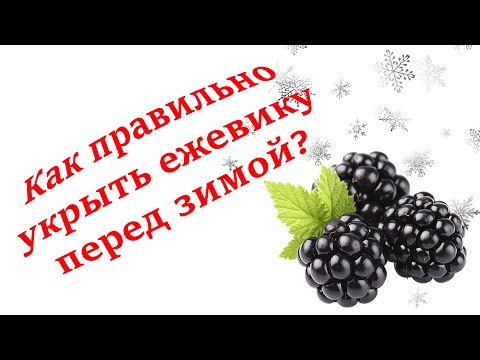 Видео: Укрытие ежевики на зиму, без  пригибания. Секреты выращивания!