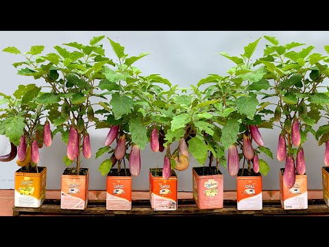 Видео: Как вырастить баклажаны на много плодов и высокий урожай очень просто