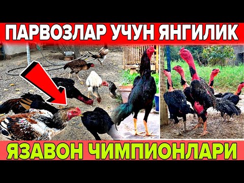 Видео: ПАРВОЗЛАР УЧУН ЯНГИЛИК ИНТЕРНЕТНИ ЛАГЗАГА СОЛГАН ДАКАН ХУРОЗ ВИДЕОСИ 