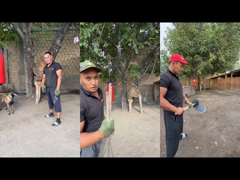 Видео: ЭЛДИН БАЛАСЫ👍