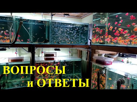 Видео: Как отличить самку от самца тернеции легко и быстро?