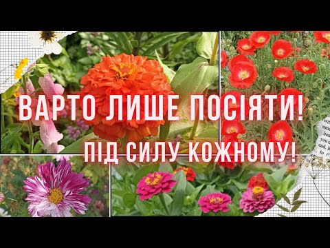 Видео: БЕЗ РОЗСАДИ! Квіти, які можна посіяти прямо в грунт. Гарні квітники без клопотів