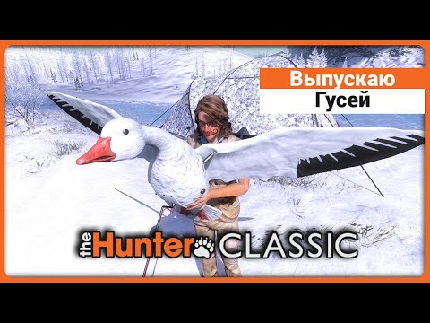 Видео: Выпускаю Гусей в theHunter Classic !