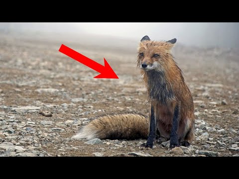 Видео: Спасая ПРОДРОГШЕГО, ОДИНОКОГО лисенка, мужчина не догадывался, ЧЕМ это для него обернется!