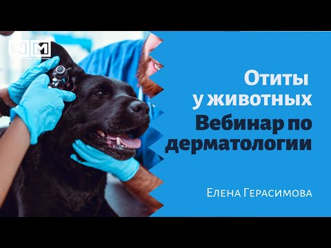 Видео: Отиты у животных. Ушки на макушке, или все, что вам нужно знать про отиты. Вебинар по дерматология