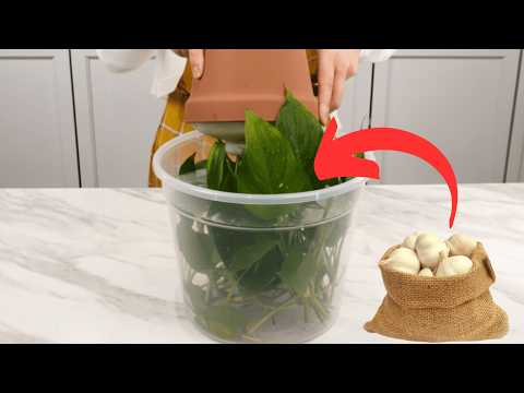 Видео: Сделайте ЭТО, и ваши больные растения вернутся к жизни.