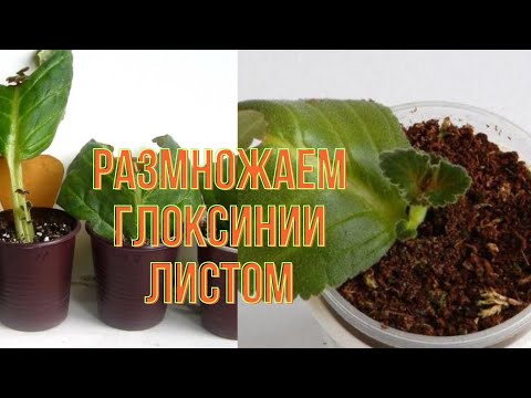Видео: Как размножить глоксинии . Глокминии всего с одного листа .#глоксинии#размножениерастений #глоксиния