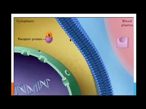 Видео: ІІ тоқсан Биология, 11 класс, Мембраналық рецепторлар арқылы гормондық сигналдардың берілуі