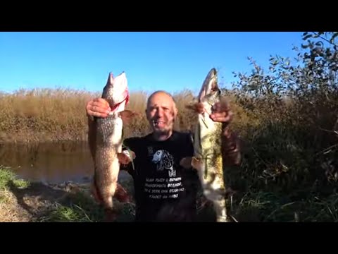 Видео: Вот это Щуки ! Поехал за окунем и Язем , а поймал Щук ! Уха из Налима !