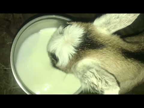 Видео: Що найтяжче в утриманні кіз?