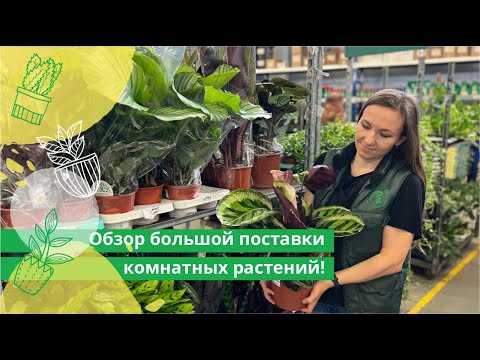 Видео: Большой обзор новой поставки комнатных растений в Гринвилль!