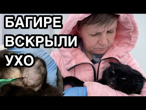 Видео: Спасение животных/ Кошке вскрыли ухо/ Кто поедет домой, Кабан или Бояка?