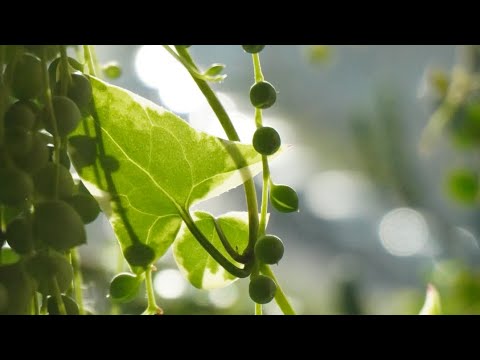 Видео: Растения для новичков / Самые неприхотливые растения в моей коллекции