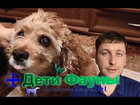 Видео: Катаракта у собак. Лечение катаракты. Советы ветеринара