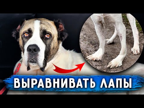 Видео: Ровно через год после спасения, везем Нукера из Ставрополя в Москву на КТ, к Хирургу выровнять лапы.