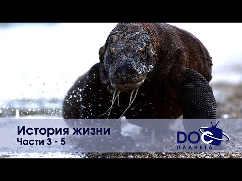 Видео: История жизни - Части 3-5  - Документальный фильм