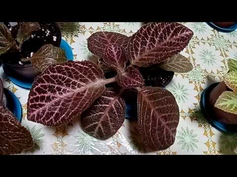 Видео: Комнатные растения. Как вырастить красивую эписцию.